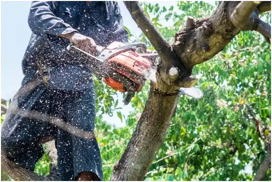 tree services Eagle Crest